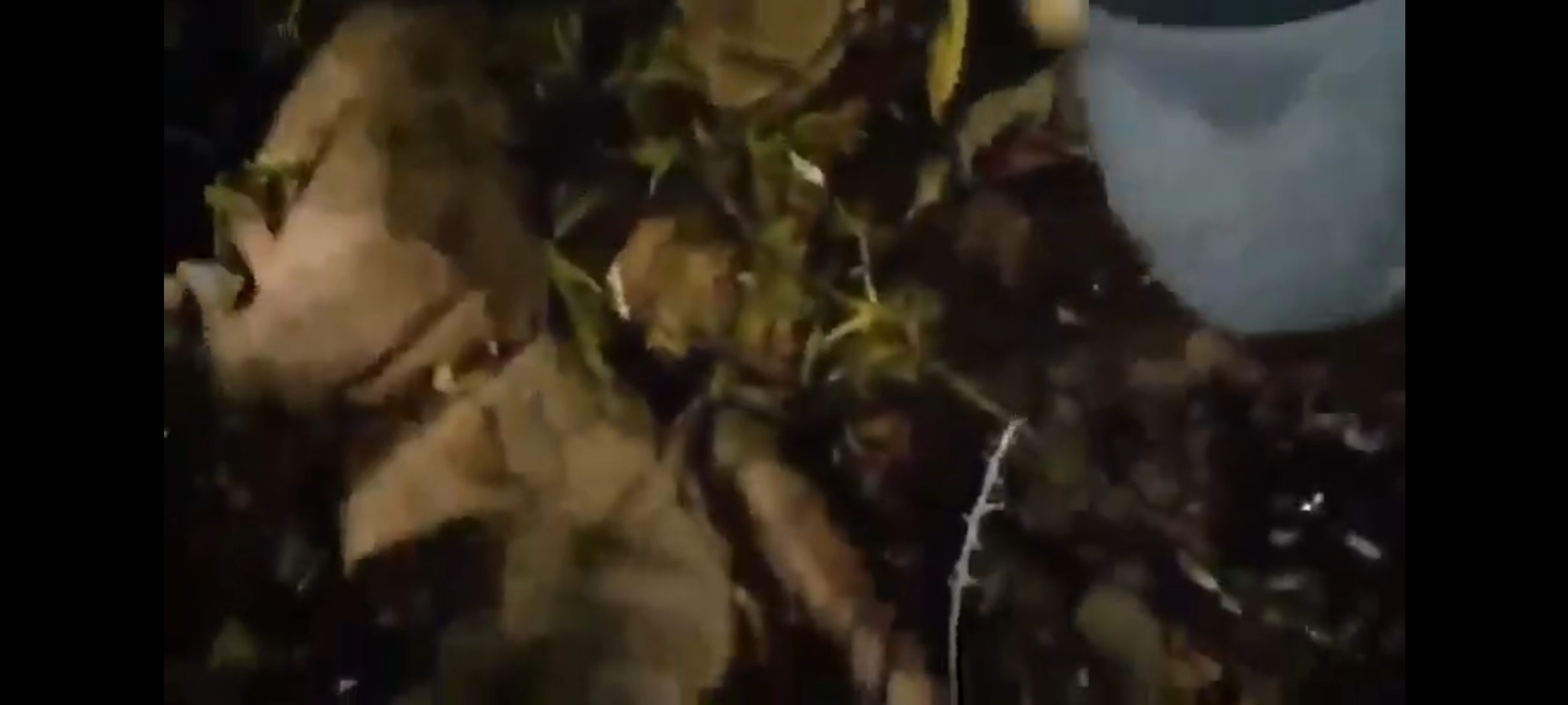 মাঝ আকাশে ভেঙে পড়ল এয়ার অ্যাম্বুলেন্স, ঝাড়খণ্ডে মর্মান্তিক দুর্ঘটনা | মৃত অন্তত ১, আশঙ্কা বাড়ছে